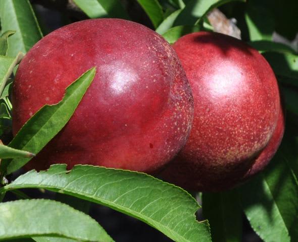 SHOP WHOLESALE NECTARINE