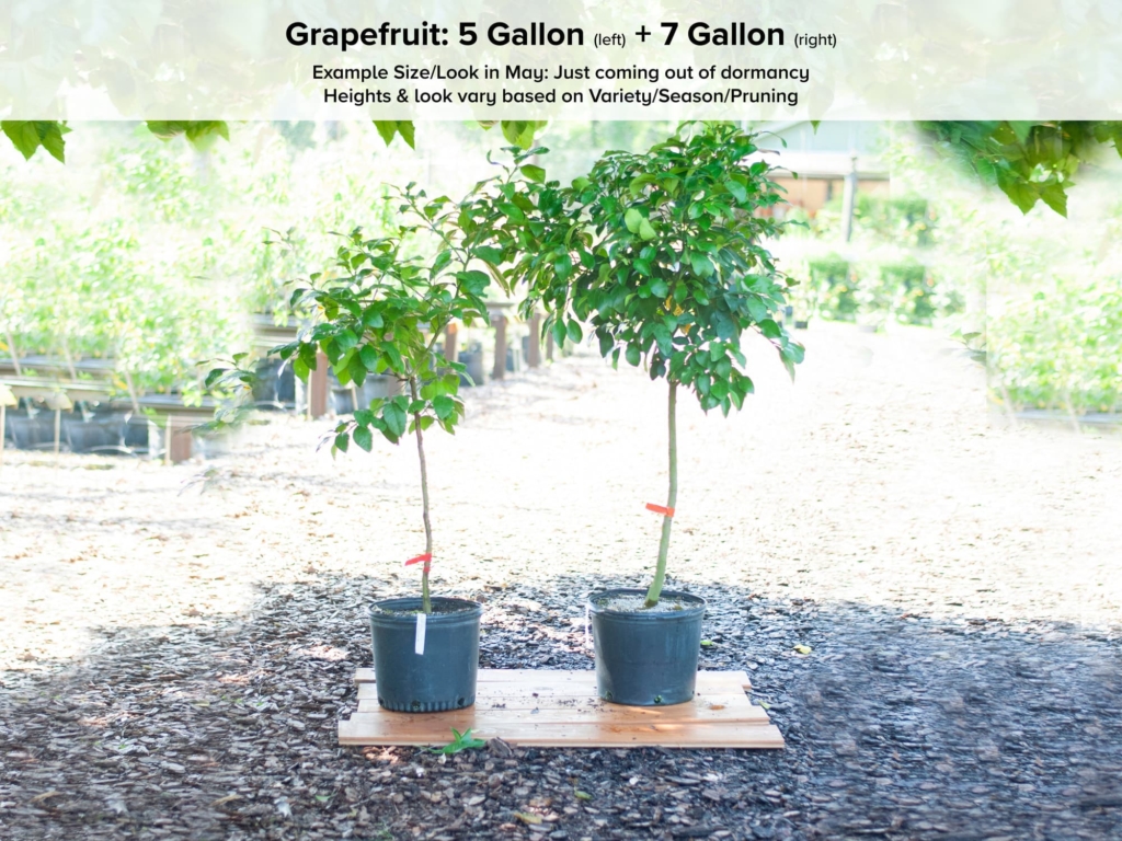 Ray Ruby Grapefruit Tree • Just Fruits and Exotics