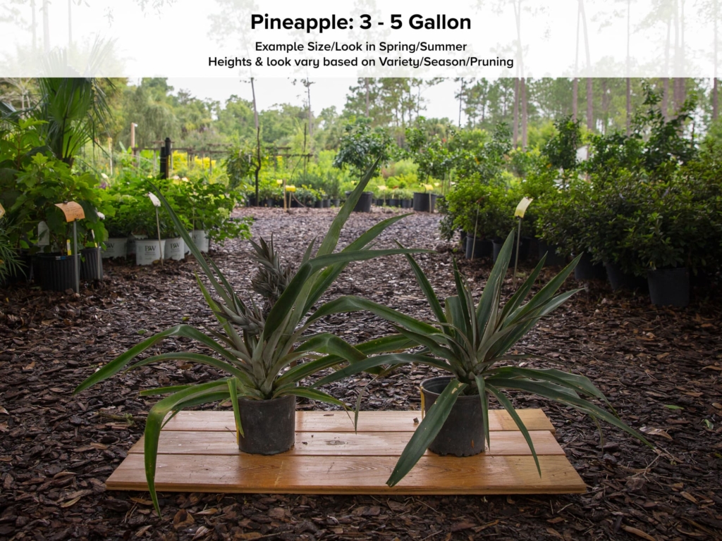 Florida Special Pineapple Plant • Just Fruits and Exotics