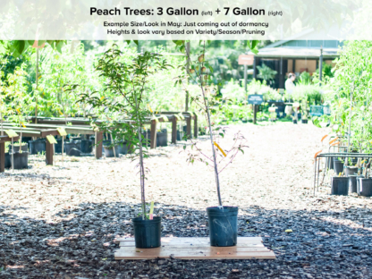 La Feliciana Peach Tree • Just Fruits and Exotics