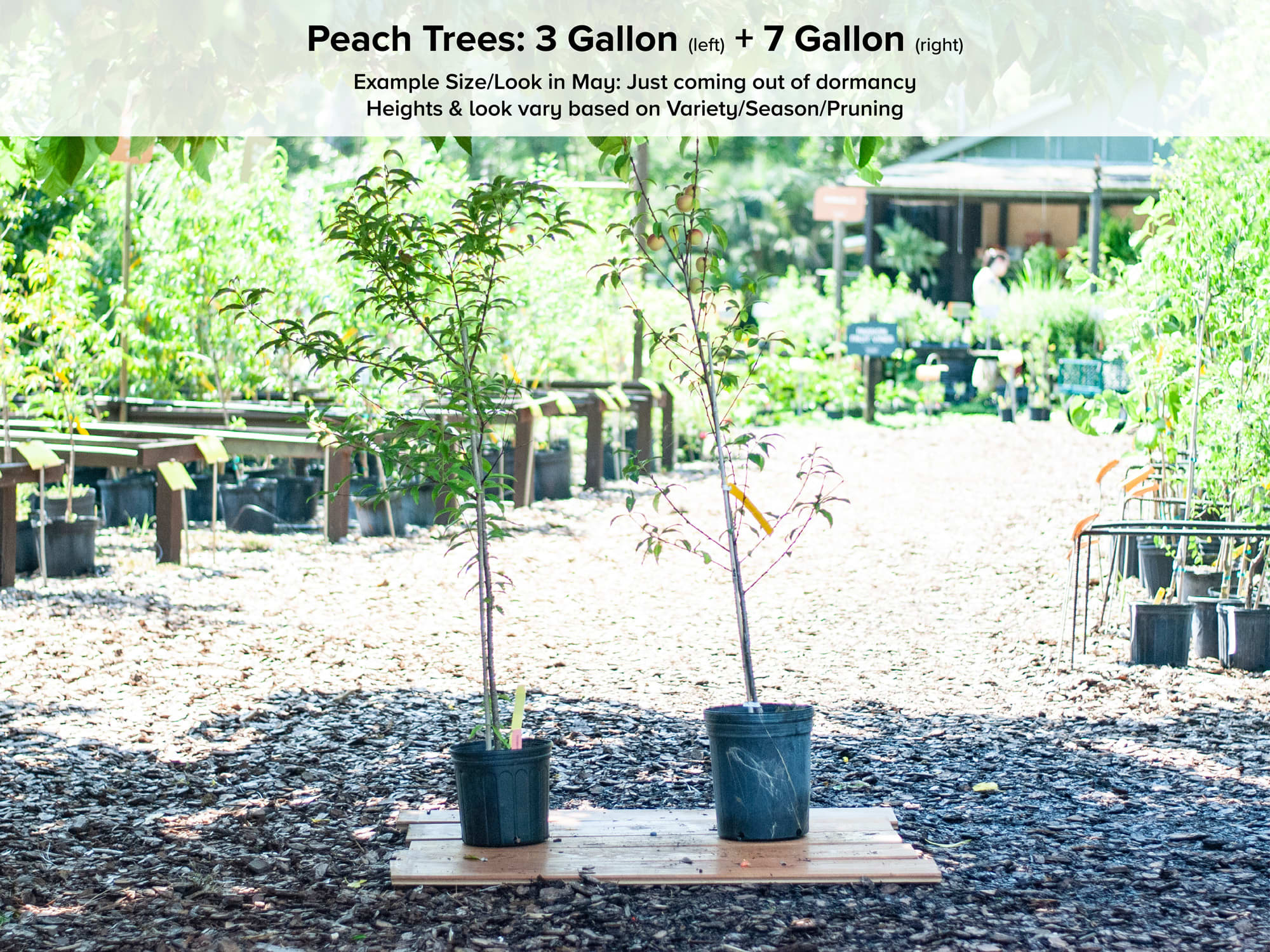 Suwannee Peach Tree