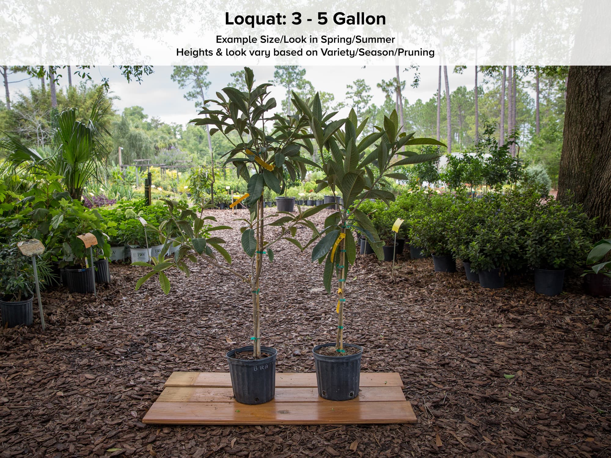 Yehuda Loquat Tree — Just Fruits and Exotics