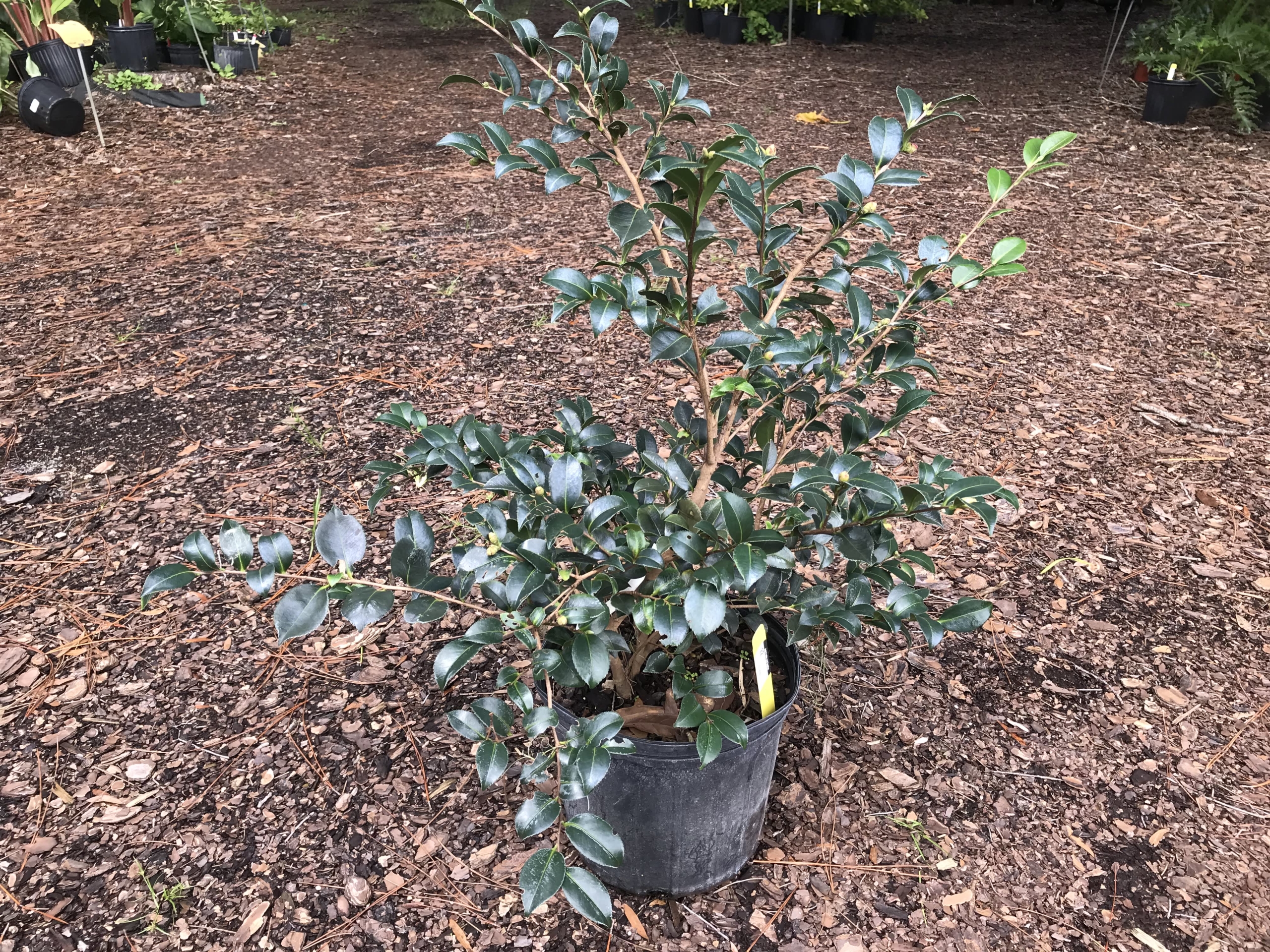 Rosa Plena Camellia ( Dbl Pink)