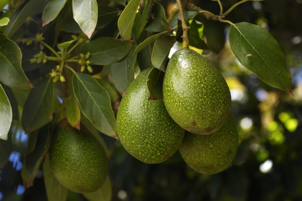 Lila Avocado Tree — Just Fruits and Exotics